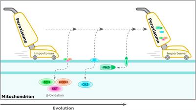 Sharing the wealth: The versatility of proteins targeted to peroxisomes and other organelles